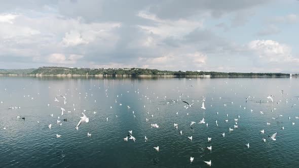 Seagulls Floating and Flying in the Lake