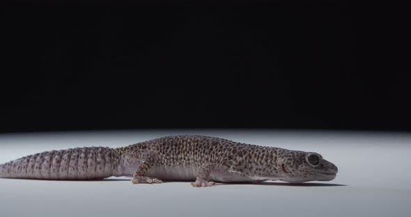 Little Gecko on White Floor is Licking It Adorable Reptile Wildlife