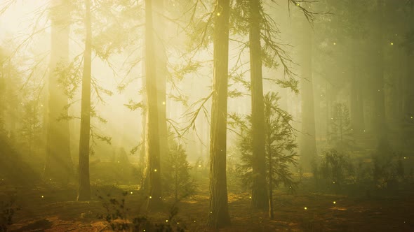 Fantasy Firefly Lights in the Magical Forest