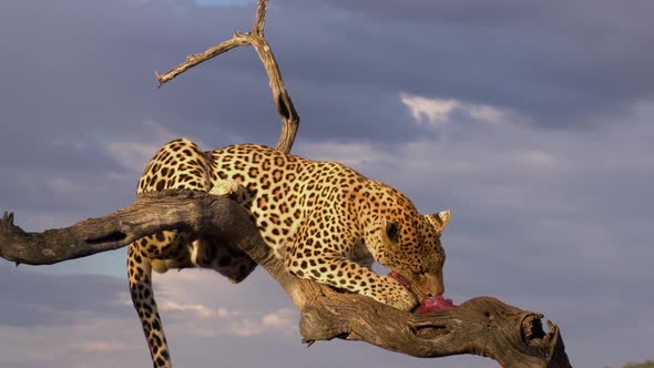 Leopard Feeding In Africa