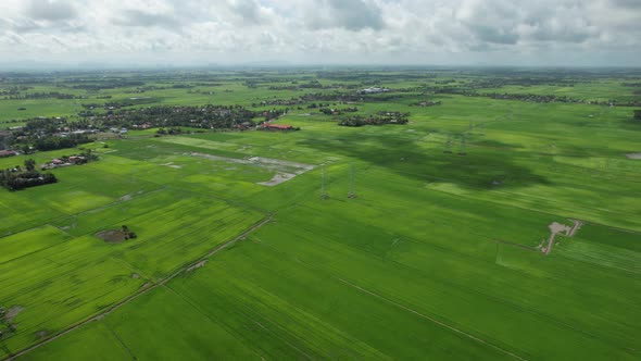 The Paddy Rice Fields of Kedah and Perlis, Malaysia