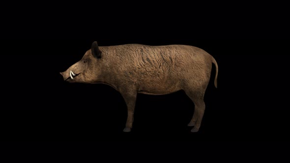 4K Wild Boar Idle alt