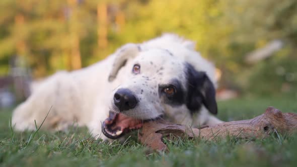 Lazy Dog Playing with Stick