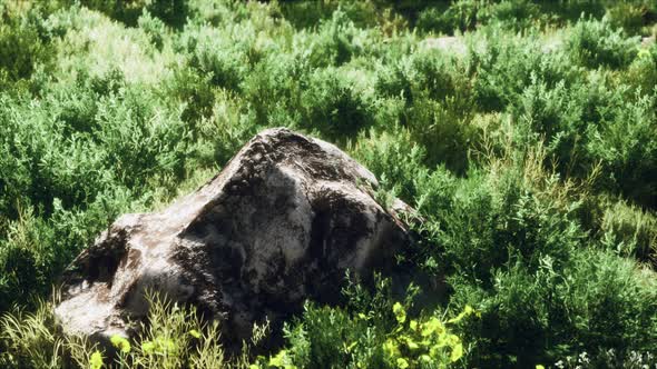 Solid Rock in the Middle of Green Ground alt