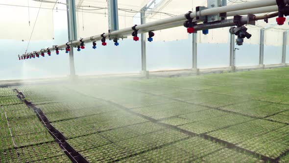 Irrigation Machine Warering Seedlings Planted in Trays in Large Greenhouse