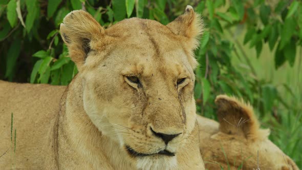 Close up of a lazy lioness