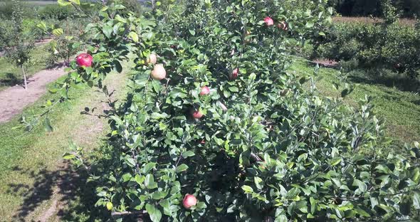 Descending aerial of apples on a tree in an orchard showing all the rotten apples that have fallen o