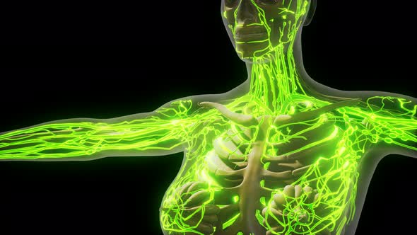 Science Anatomy of Human Blood Vessels alt