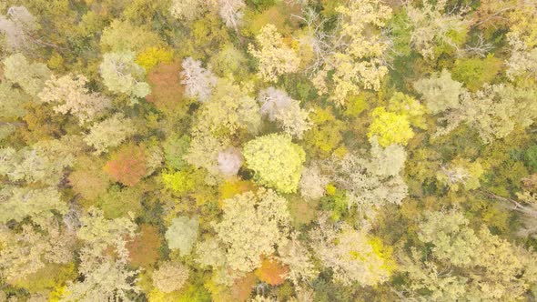 Autumn Forest Landscape with Trees By Day