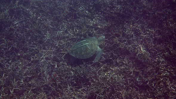 Green Sea Turtle Lying on the Coral Bottom