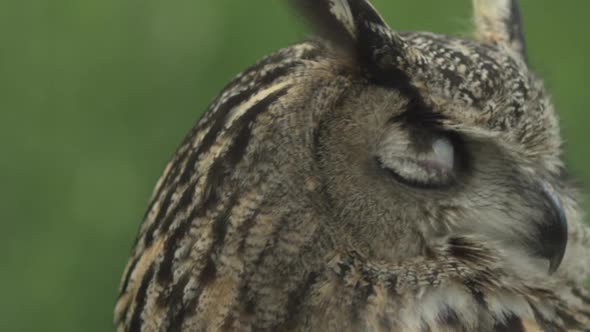 head turning all the way around on an owl