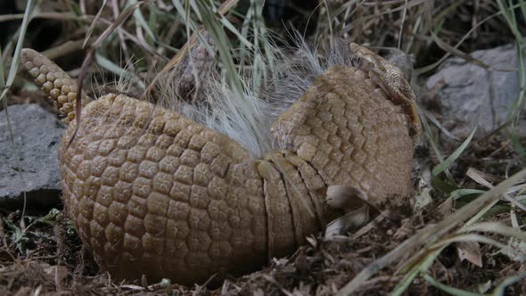 Armadillo stuck on its back while rolled up