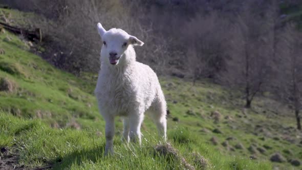 Small white lamb bleating calling for mother sheep_slomo