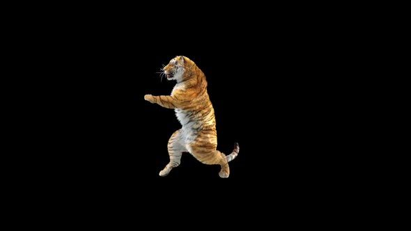 Tiger Dancing HD