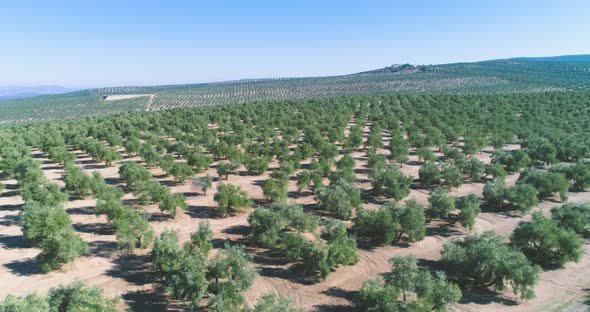 Olive trees orchard on sunny day