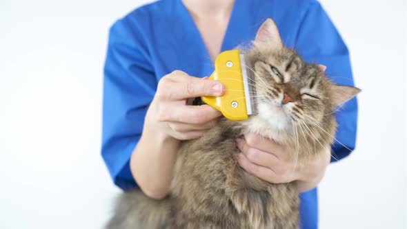 A doctor in a blue coat combs the face of a cat with a furminator