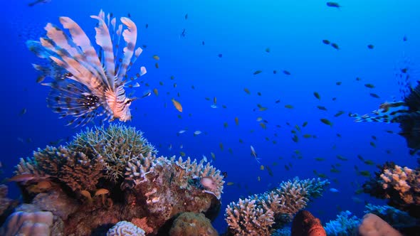 Underwater Tropical Blue Sea Water Lionfish