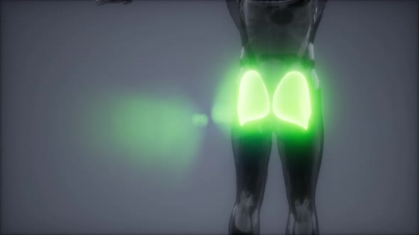 Gluteus Maximus - Leg Muscles Anatomy Animation alt