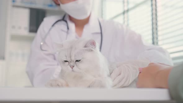 Asian veterinarian examine cat during appointment in veterinary clinic.