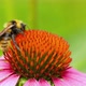 A bee is sitting on an echinacea flower. Pollination of a flower close-up. - VideoHive Item for Sale