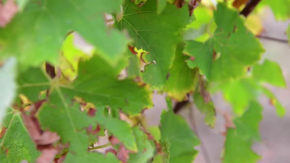 Grapes growing in vineyard stock video