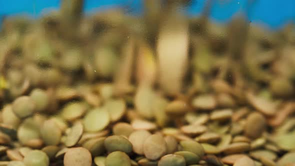 Closeup of Falling Down Green Lentils Into Glass Jar on Blue Background