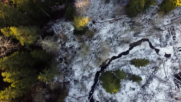 aerial view of a beautiful spring forest with a winding stream. River in the mountains.