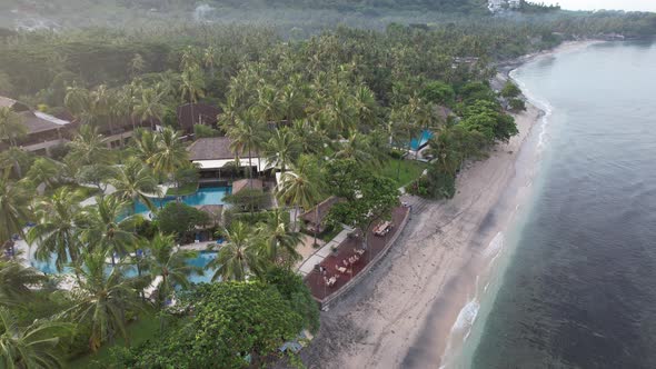 Aerial Coconut Tree and Beach