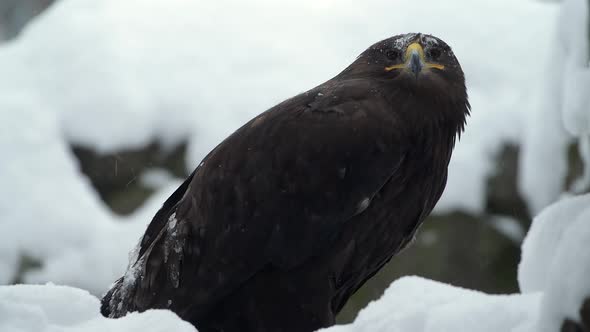 Spanish Imperial Eagle at Winter During Heavy Snowfall at National Park