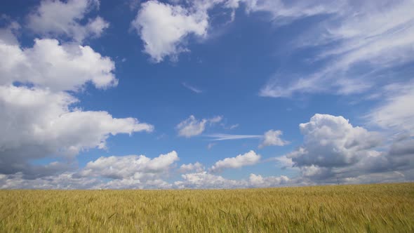 Wheat Field in the Countryside.