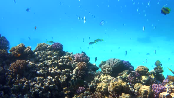 A lot of colorful tropical fish, ocean coral reef.