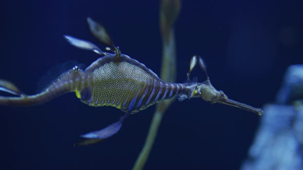 Weedy Seadragon Swimming