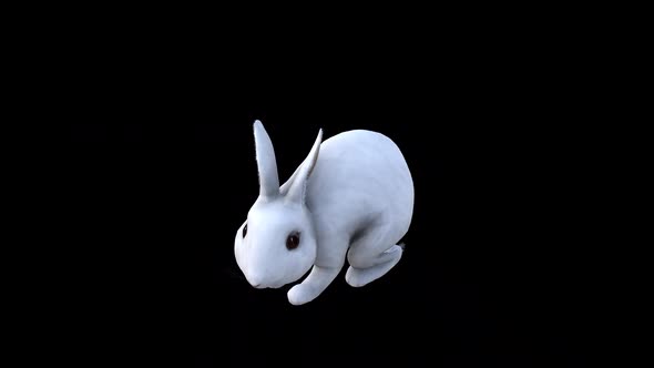 White Rabbit İdle View From Top Angle Front
