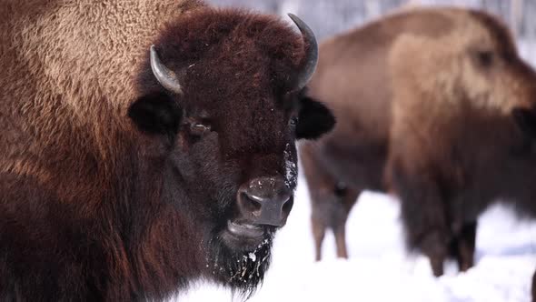 bison looks at you and chew and breathes slomo sunny winter day epic power