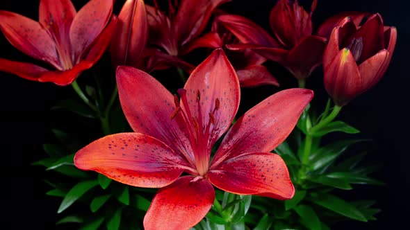 Red Lily Blooming in Time Lapse on a Leaves and Black Background