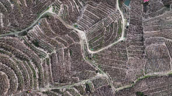 Dry Banana Plantations Aerial View 4 K