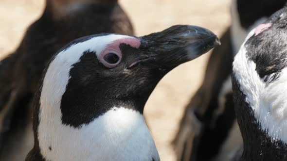 Cheery Black and White Penguins Looking Up and Seeking Food on a Sunny Day