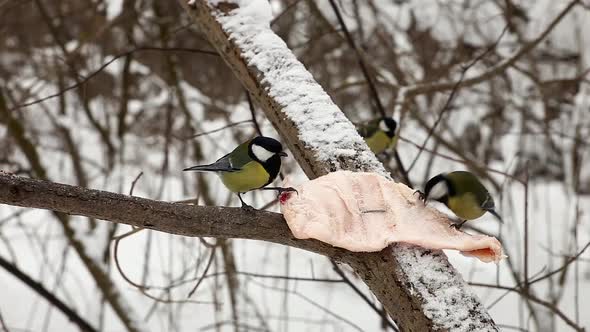 Great tit and fat