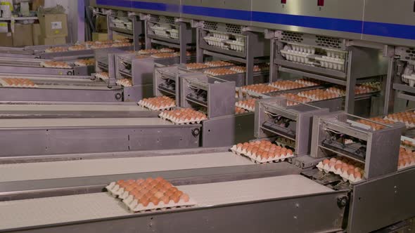 Chicken Egg Moves on the Conveyor at the Poultry Farm