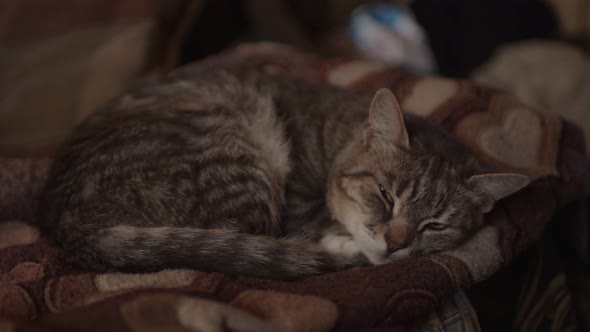 Close Up of Domestic Cat Sleeping on Sofa in Room