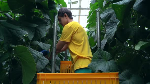 Automated Greenhouse Male Worker Harvesting Cucumbers Spbas