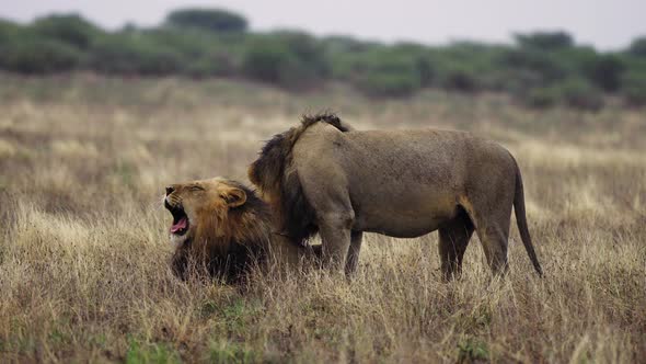 One Male Lion Licking Another Lion In Central Kalahari Game Reserve, Botswana - wide, slow motion