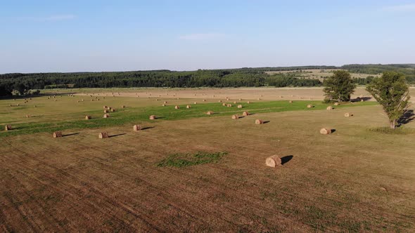 6 Field With Hay Rolls