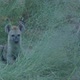 Two Hyena Cubs Leaping Forward - VideoHive Item for Sale
