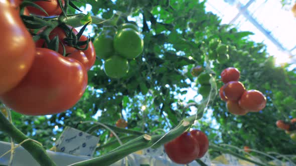 Tomatoes Growing on Branches in Hothouse