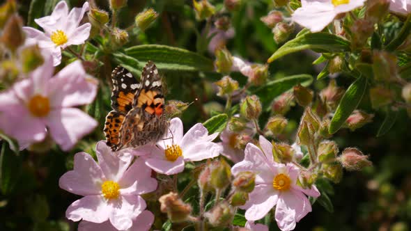 A painted lady butterfly feeding on nectar and collecting pollen on pink wild flowers then flying aw