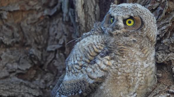 Baby Great Horned Owl turning head and eyes wide open