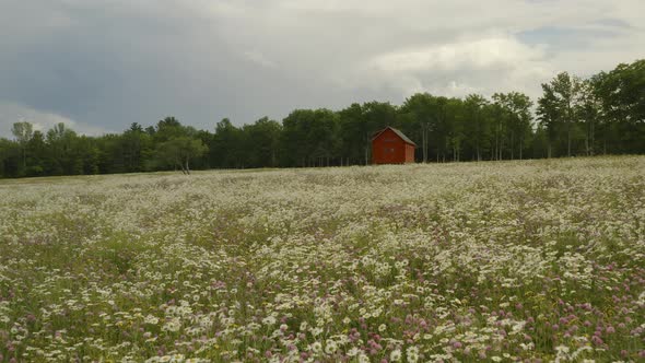 Slow gliding shot over wildflower field in blossom