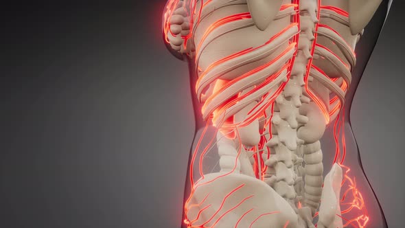 Blood Vessels of Human Body alt