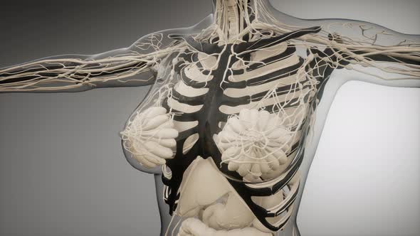 Transparent Human Body with Visible Bones